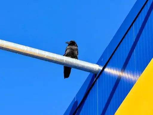 A photo of a common raven perched on a metal pole and gazing off to the left. Its head feathers are slightly fluffed from the wind, and its nictitating membrane is closed, making its eye white. A blue and yellow building and the blue sky are framed behind the raven, so that most of the picture is blue