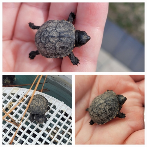 Teeny tiny baby turtle (maybe red-bellied,  maybe snapping, can't tell) in my hand for scale.  A little smaller than a quarter.